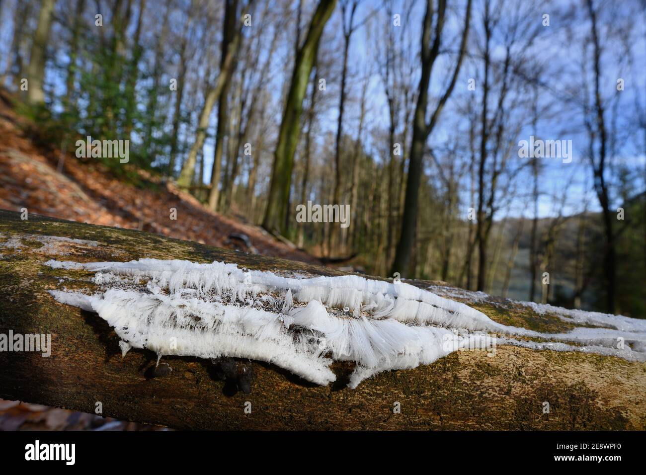 Ghiaccio capelli su legno Foto Stock