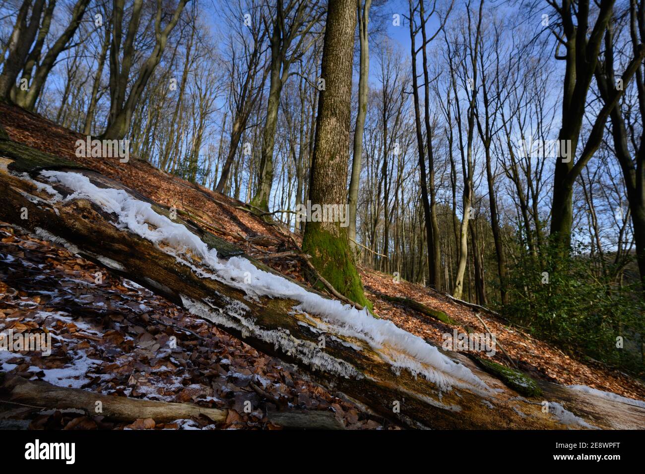 Ghiaccio capelli su legno Foto Stock