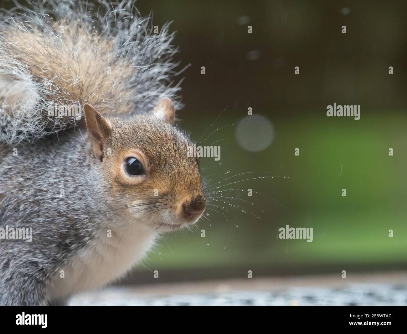 Scoiattolo grigio (sciurus carolinensis) guarda la fotocamera in vista ravvicinata con la pioggia i suoi whisker Foto Stock