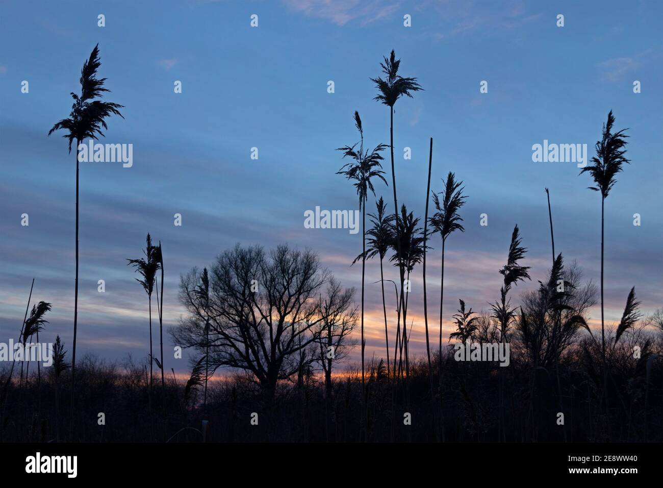 Tramonto, Elbtalaue (paludi della Valle dell'Elba), Schnakenbek, Schleswig-Holstein, Germania Foto Stock