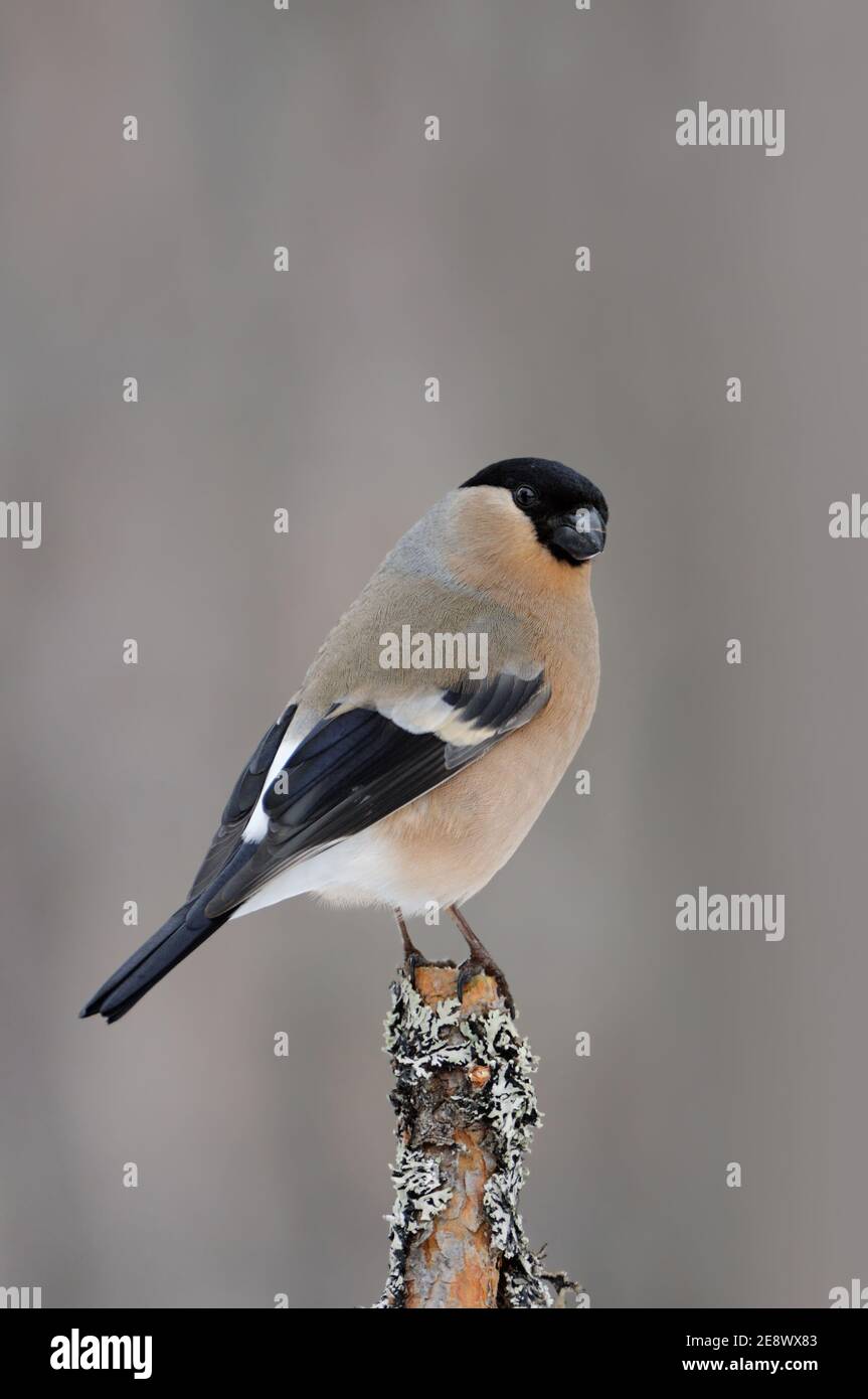 Bulfinch eurasiatico ( Pyrrhula pirrhula ), femmina, arroccato sulla cima di un ramo in alcuni cespugli, ambiente naturale, fauna selvatica, Europa. Foto Stock