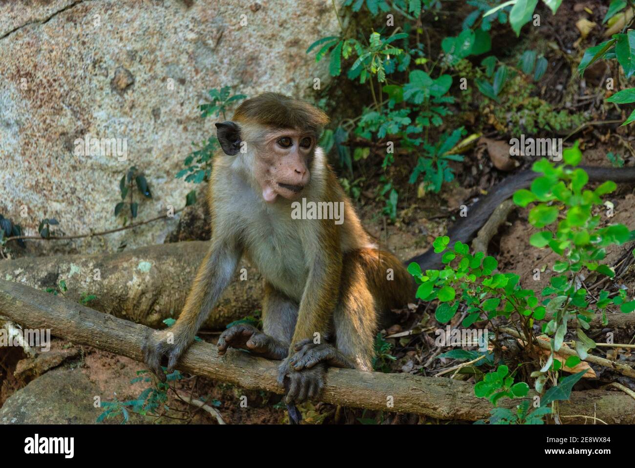 Giovane macaco di Toque, macaca sinica, scimmia ceylon dello Sri Lanka. Seduto in un albero nella foresta pluviale Foto Stock