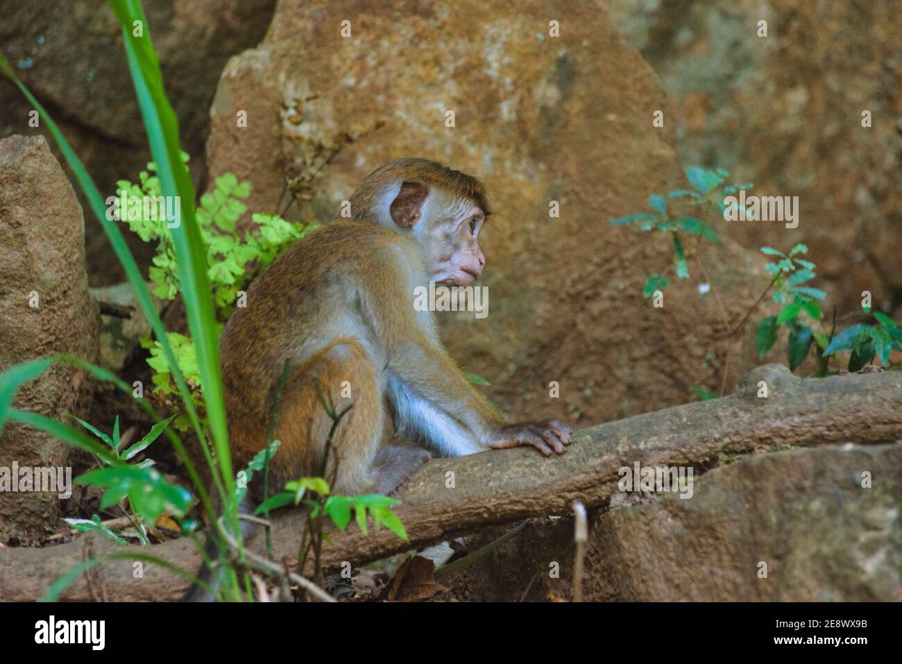 Giovane macaco di Toque, macaca sinica, scimmia ceylon dello Sri Lanka. Seduto in un albero nella foresta pluviale Foto Stock