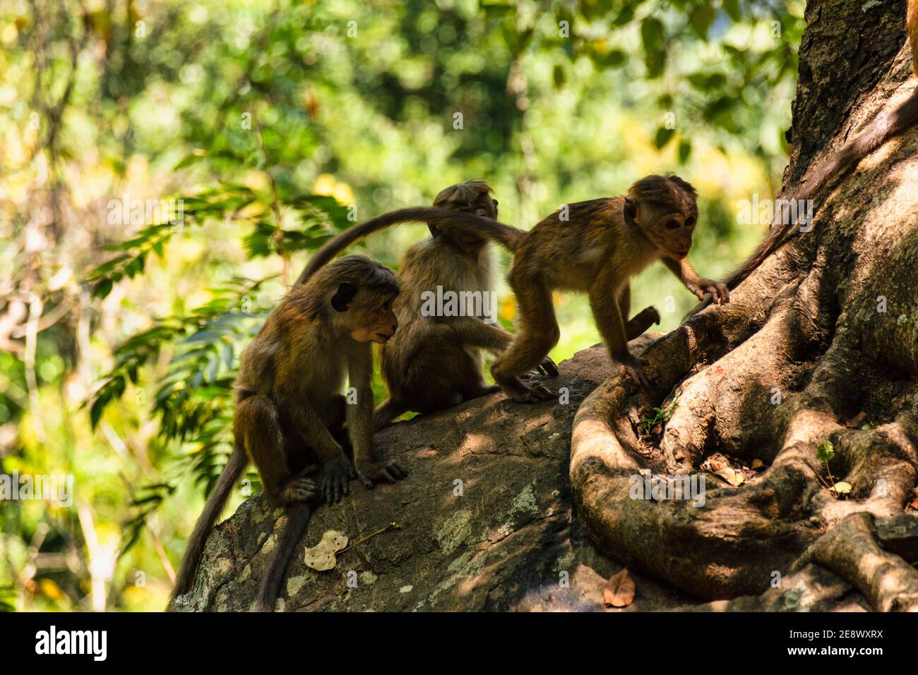 Gruppo di giovani macaque Toque, macaca sinica, ceylon scimmia dello Sri Lanka. Seduto in un albero nella foresta pluviale Foto Stock