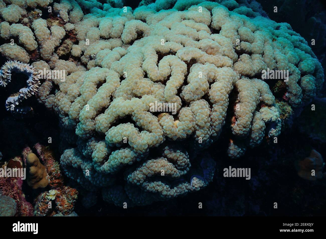 Plerogyra sinusosa, bubble coral, Blasenkoralle, Utopia Beach, Mar Rosso, Egitto, Rotes Meer, Ägypten Foto Stock