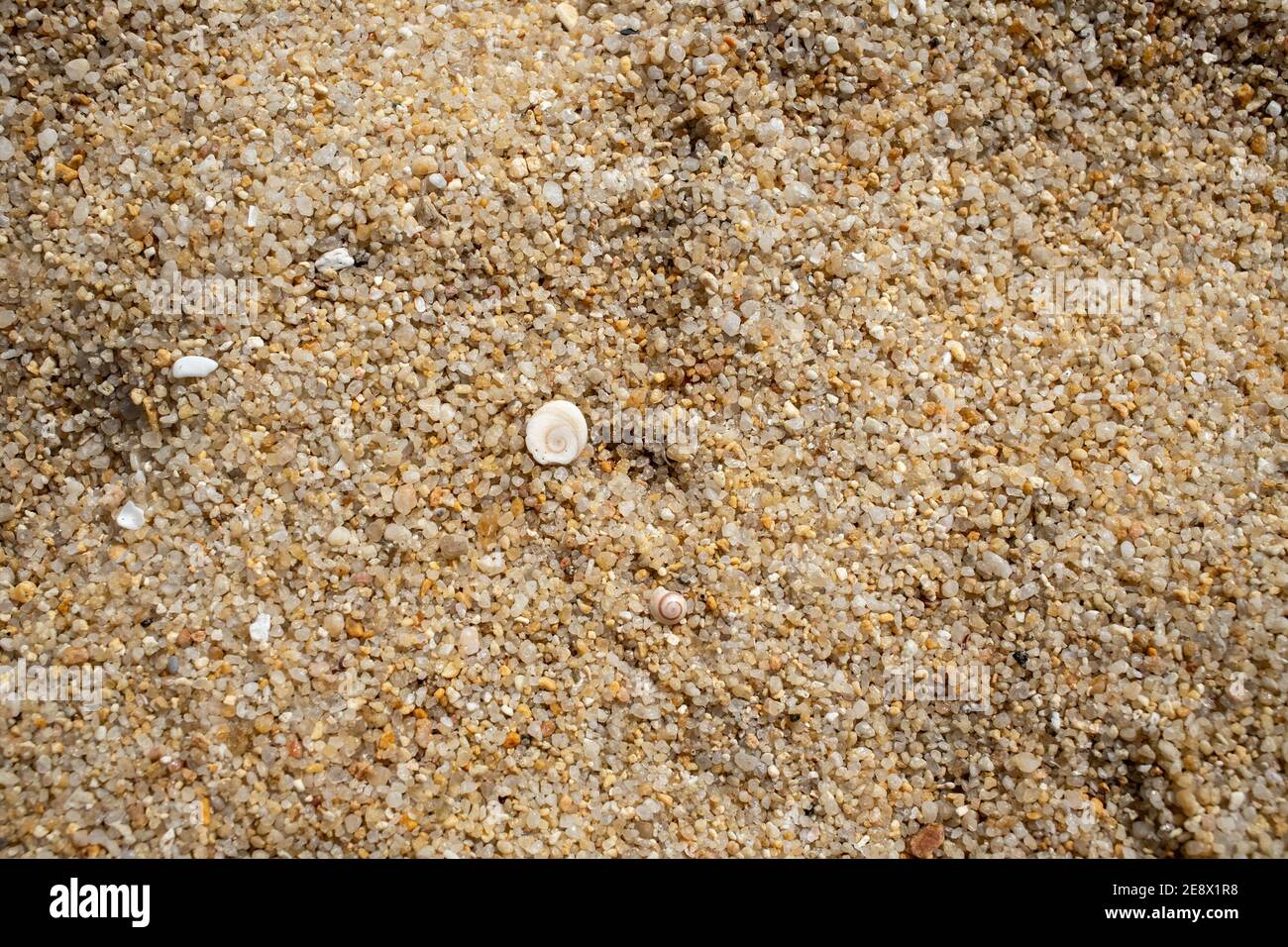 texture bianca bella conchiglia si trova su sabbia del mare grossolana. vista dall'alto, primo piano Foto Stock