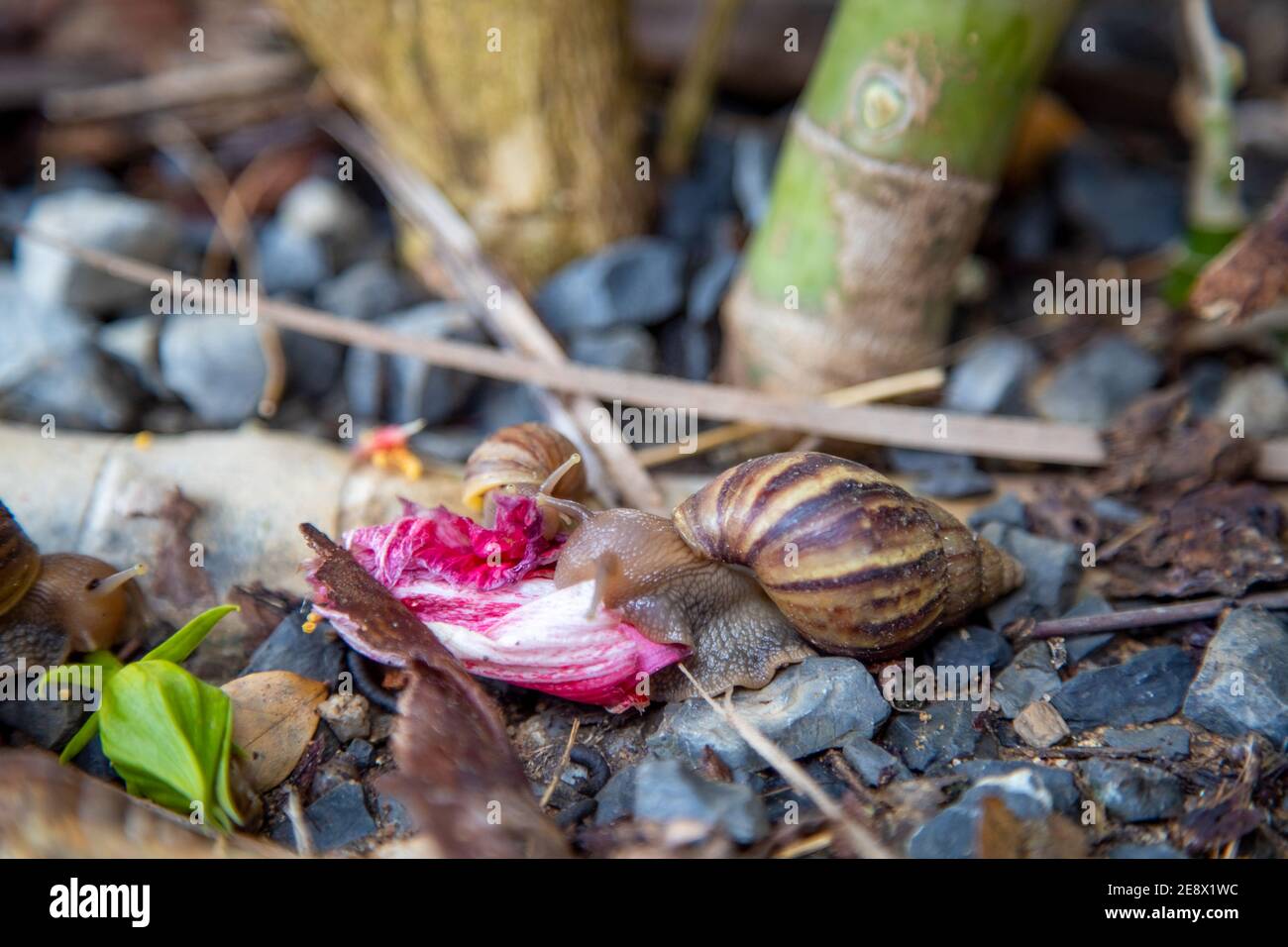 le lumache tropicali si insinuano e mangiano foglie nei cespugli dopo la pioggia vicino... Foto Stock