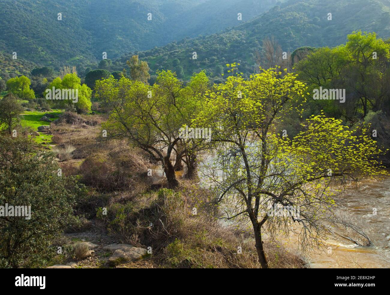 Primavera en el Río Jándula, Parque Natural Sierra de Andújar, Jaen, Andalucía, España Foto Stock