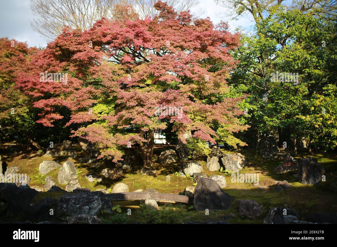 acero rosso che cade nel giardino di kyoto Foto Stock