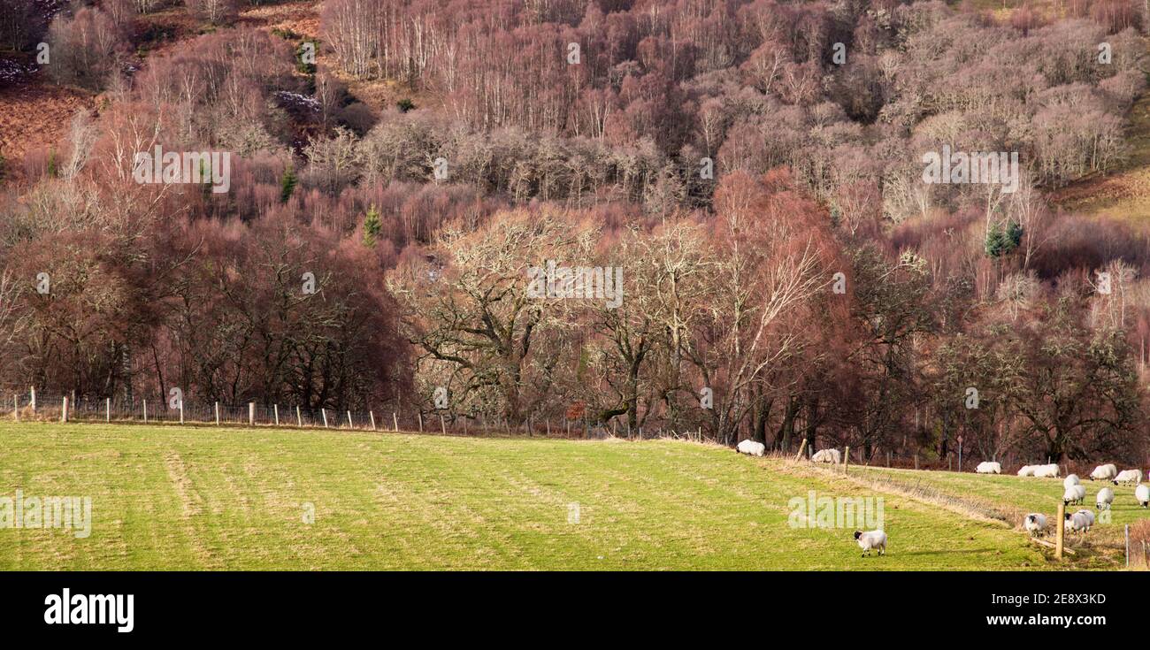 Questo pomeriggio si affaccia dalla casa sul lato opposto di Glen Coiltie. Non vedo l'ora di andare alla scoperta, ma penso che possa Foto Stock