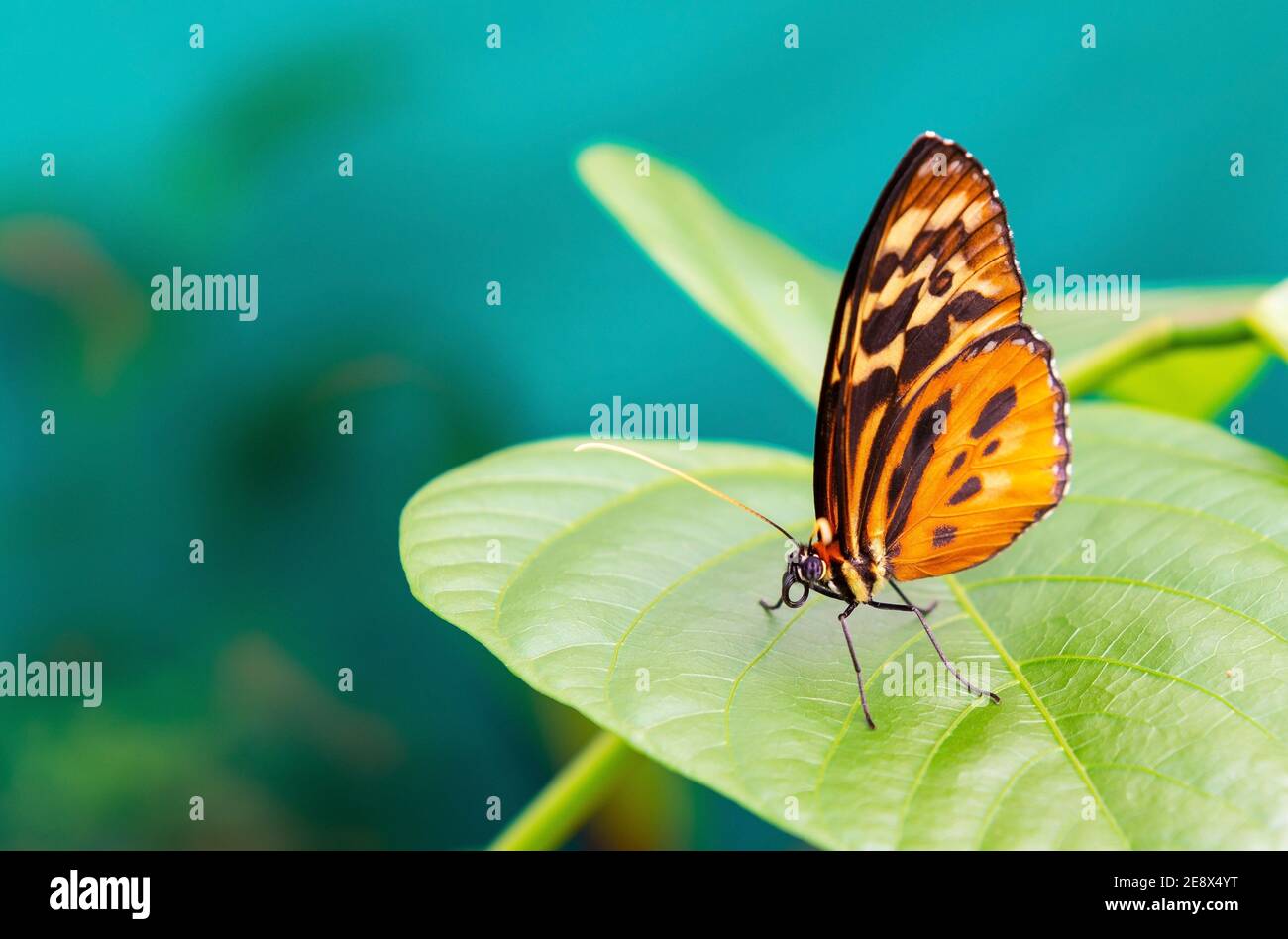 Ithomiine Butterfly (Melinaea satevis genere) su una foglia verde e uno sfondo turchese a Mindo, Ecuador. Foto Stock