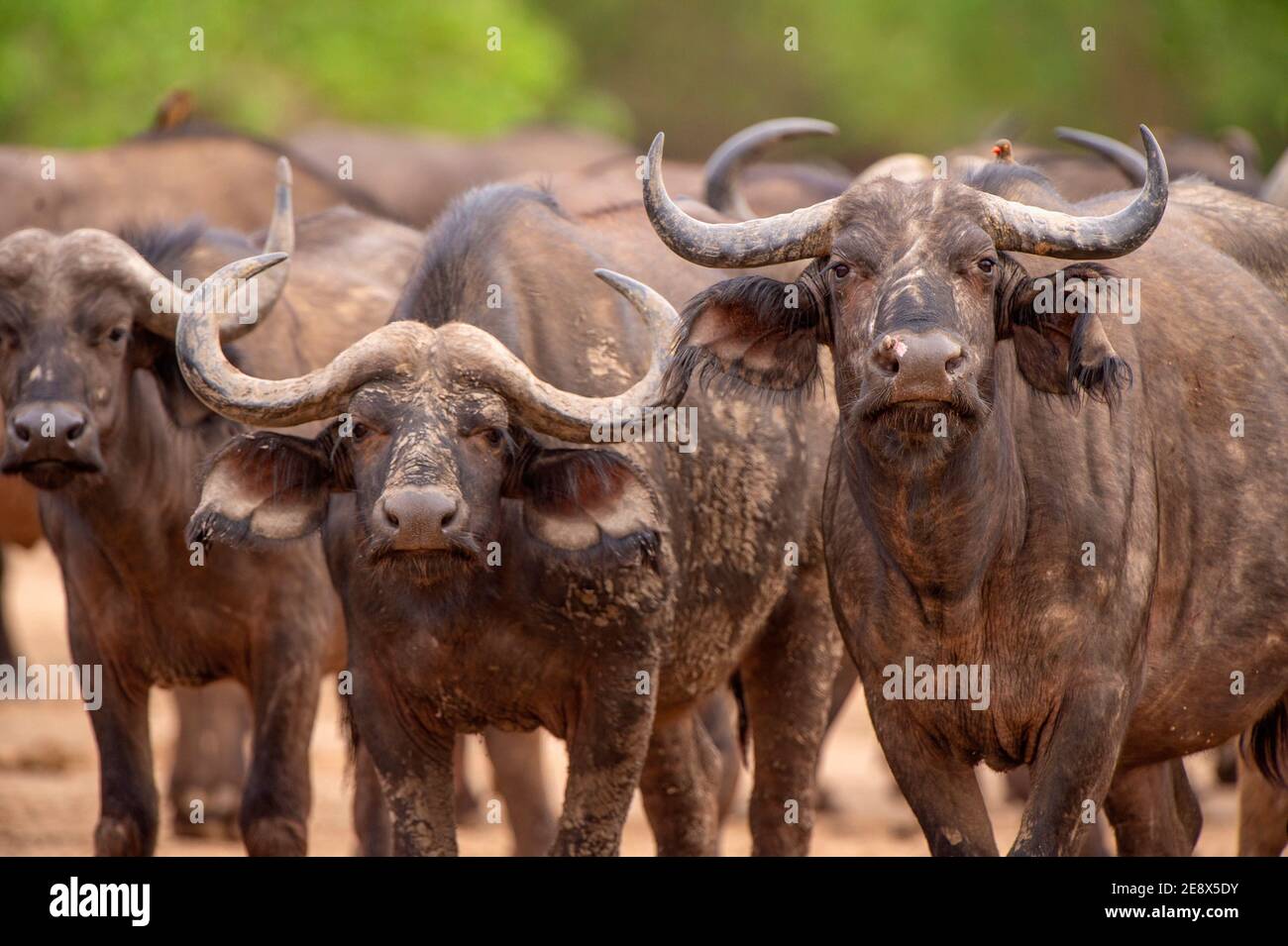 Una grande mandria di Cape Buffalo Syncerus caffer nel Mana Pools National Park dello Zimbabwe. Foto Stock