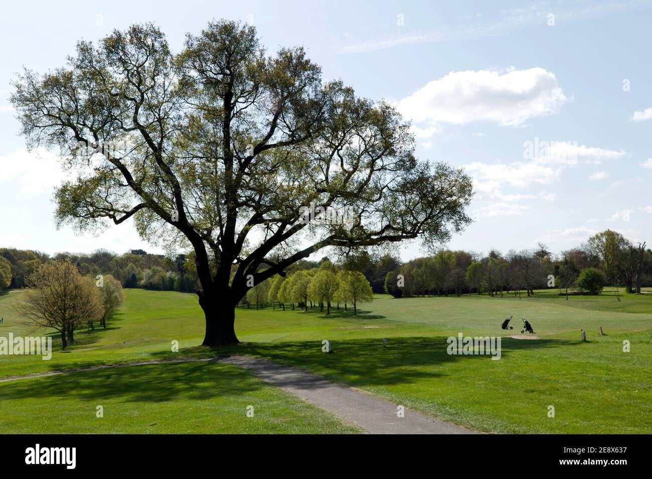 Tacchino quercia albero, in primavera, presso il campo da golf pubblico a Beckenham Place Park, Lewisham Foto Stock