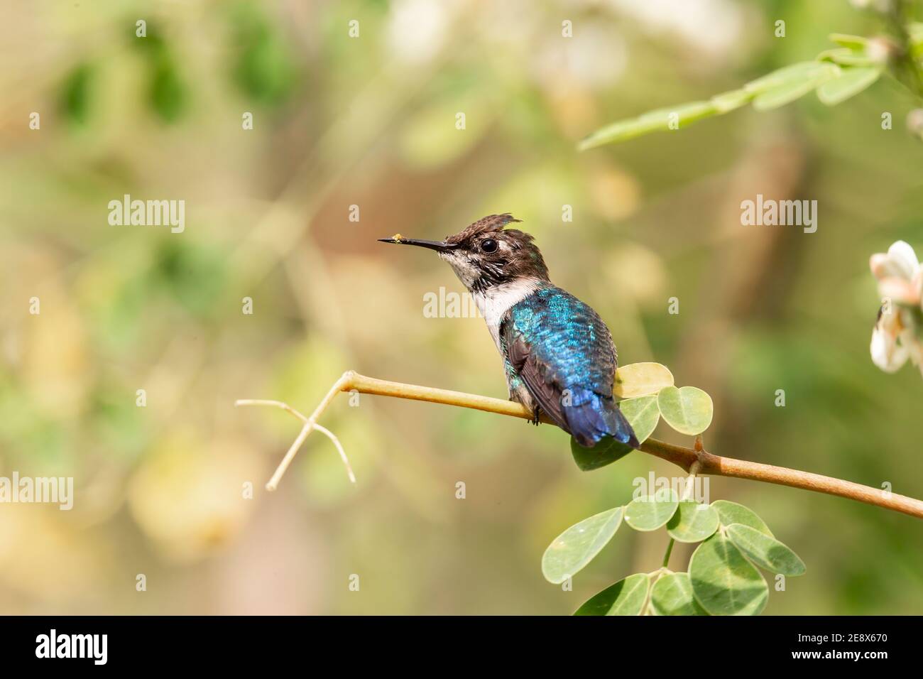 Ape hummingbird, Melissuga helenae, l'uccello più piccolo del mondo, adulto selvatico maschio arroccato su fusto di erba, Zapata, Cuba Foto Stock