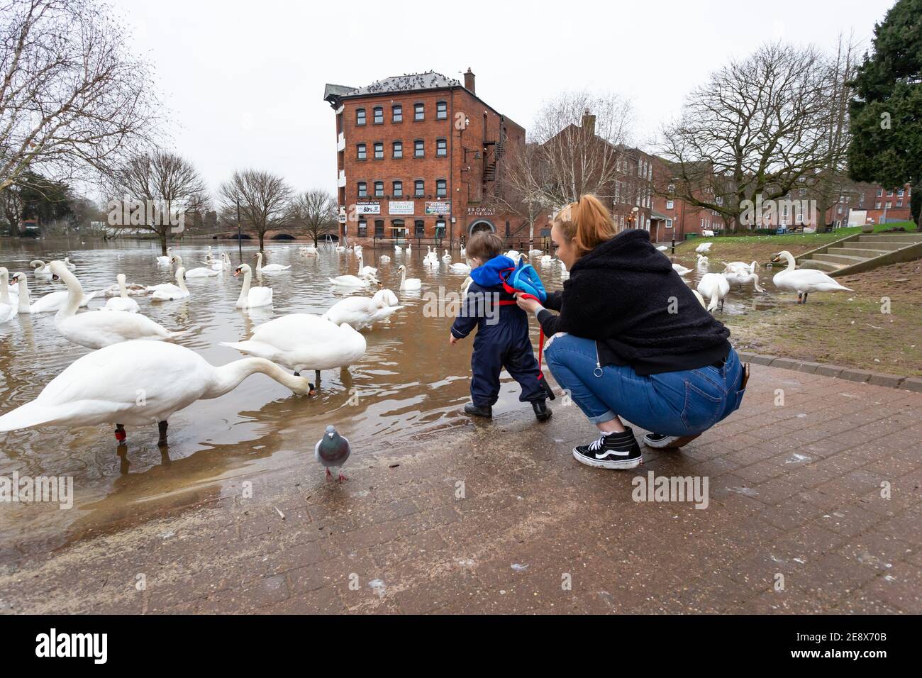 Worcester, Regno Unito. 1 febbraio 2021. Tyler, di 2 anni, guarda con la sua mamma Jade mentre i cigni godono dell'alto livello dell'acqua sul fiume Severn a Worcester. I livelli del fiume stanno gradualmente diminuendo, anche se parti della riva del fiume della città rimangono allagate. Credit: Peter Lopeman/Alamy Live News Foto Stock