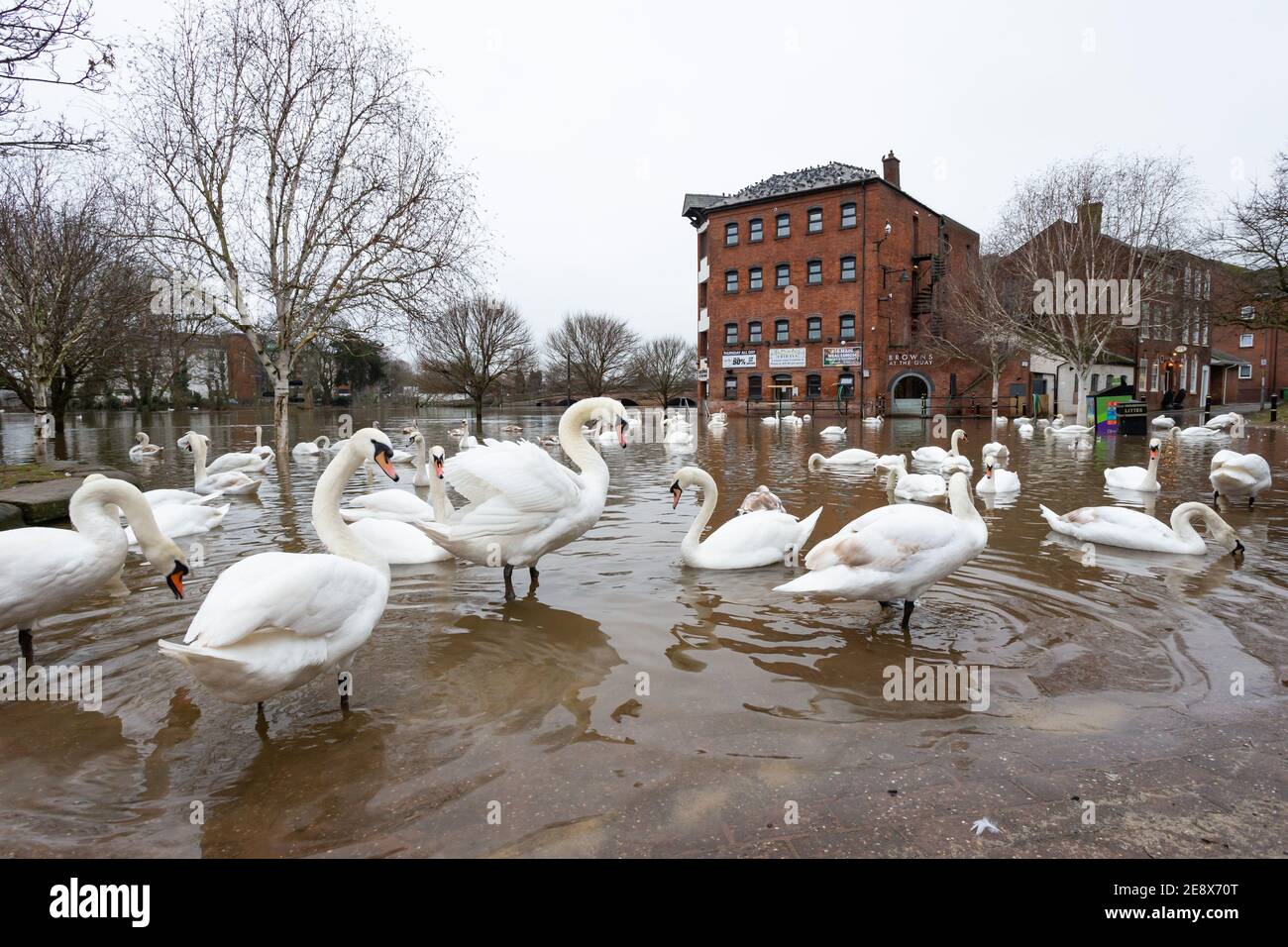 Worcester, Regno Unito. 1 febbraio 2021. I cigni godono dell'alto livello dell'acqua sul fiume Severn a Worcester. I livelli del fiume stanno gradualmente diminuendo, anche se parti della riva del fiume della città rimangono allagate. Credit: Peter Lopeman/Alamy Live News Foto Stock