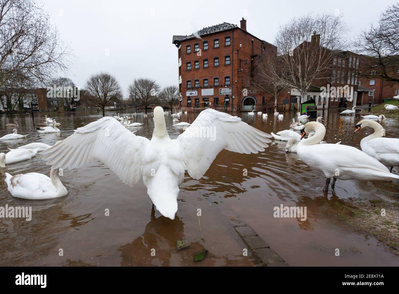 Worcester, Regno Unito. 1 febbraio 2021. Un cigno dominante allunga le sue ali come un gregge gode l'alto livello dell'acqua sul fiume Severn a Worcester. I livelli del fiume stanno gradualmente diminuendo, anche se parti della riva del fiume della città rimangono allagate. Credit: Peter Lopeman/Alamy Live News Foto Stock