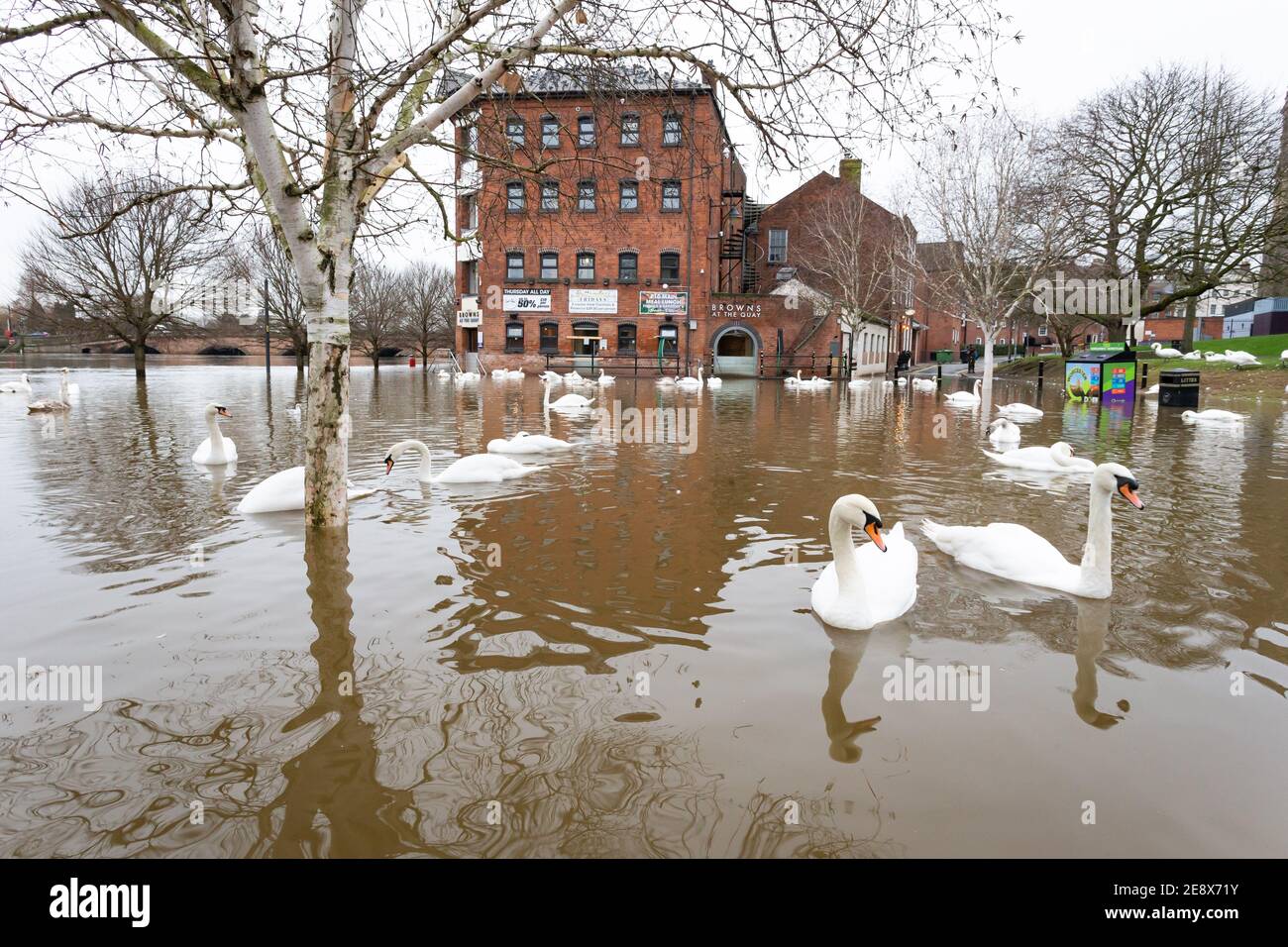 Worcester, Regno Unito. 1 febbraio 2021. I cigni godono dell'alto livello dell'acqua sul fiume Severn a Worcester. I livelli del fiume stanno gradualmente diminuendo, anche se parti della riva del fiume della città rimangono allagate. Credit: Peter Lopeman/Alamy Live News Foto Stock