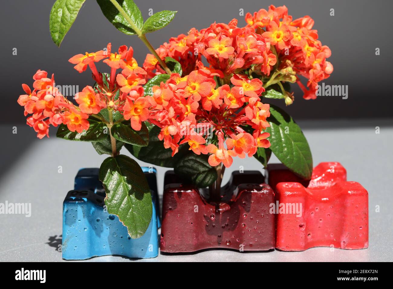 Bellissimi fiori rossi con piccoli petali che si riuniscono in un ambiente artificiale. Foto Stock