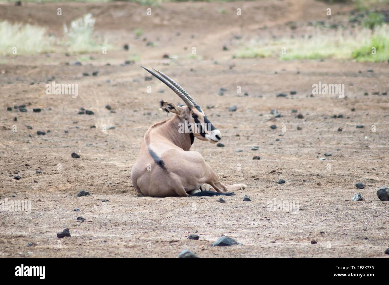 Oryx seduto nella savana di Tsavo West Park Foto Stock