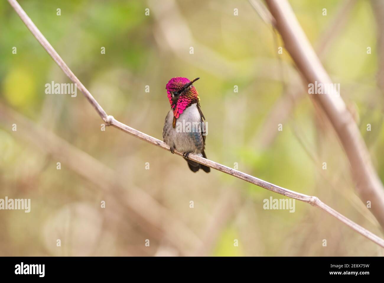 Ape hummingbird, Melissuga helenae, adulto selvatico maschio in allevamento piombato arroccato su fusto di erba, Zapata, Cuba Foto Stock