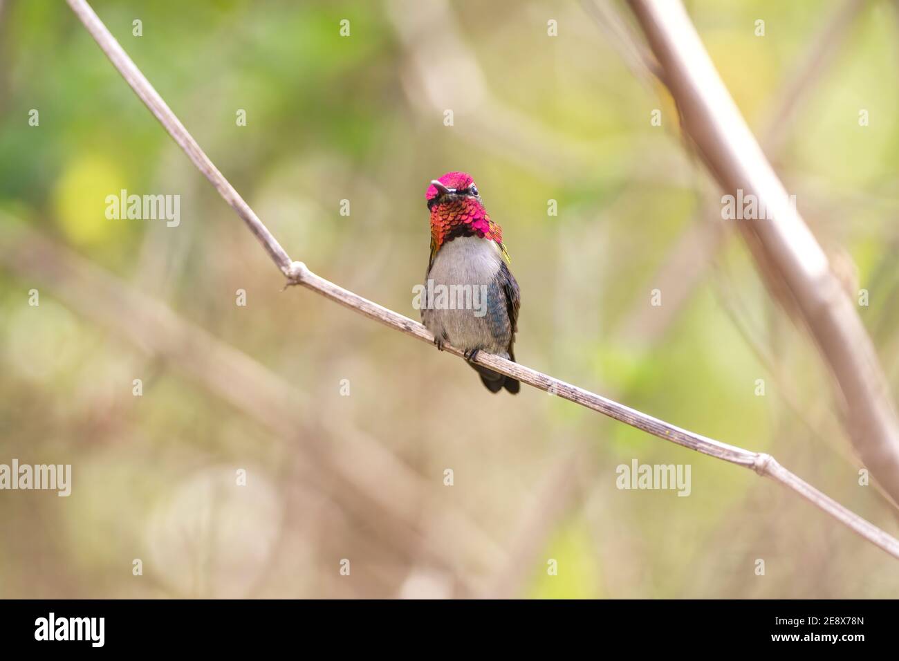 Ape hummingbird, Melissuga helenae, adulto selvatico maschio in allevamento piombato arroccato su fusto di erba, Zapata, Cuba Foto Stock