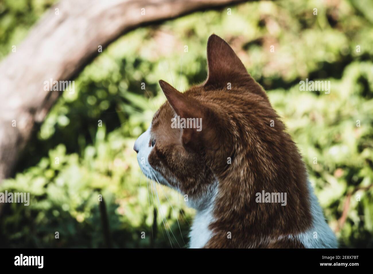 Gatto in giardino Foto Stock