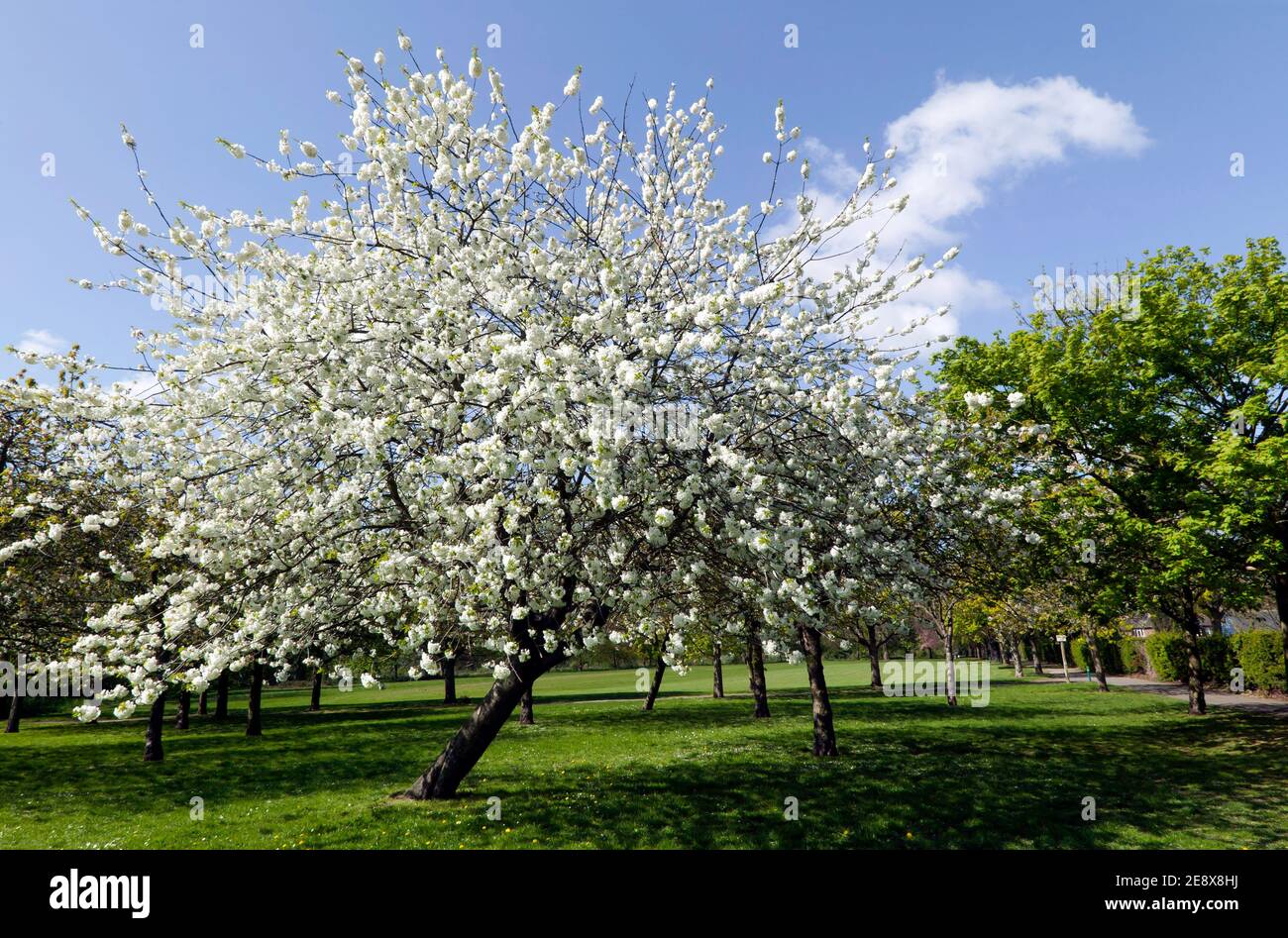 Primavera Cherry Blossom sul lato est del Beckenham Place Park, Lewisham Foto Stock