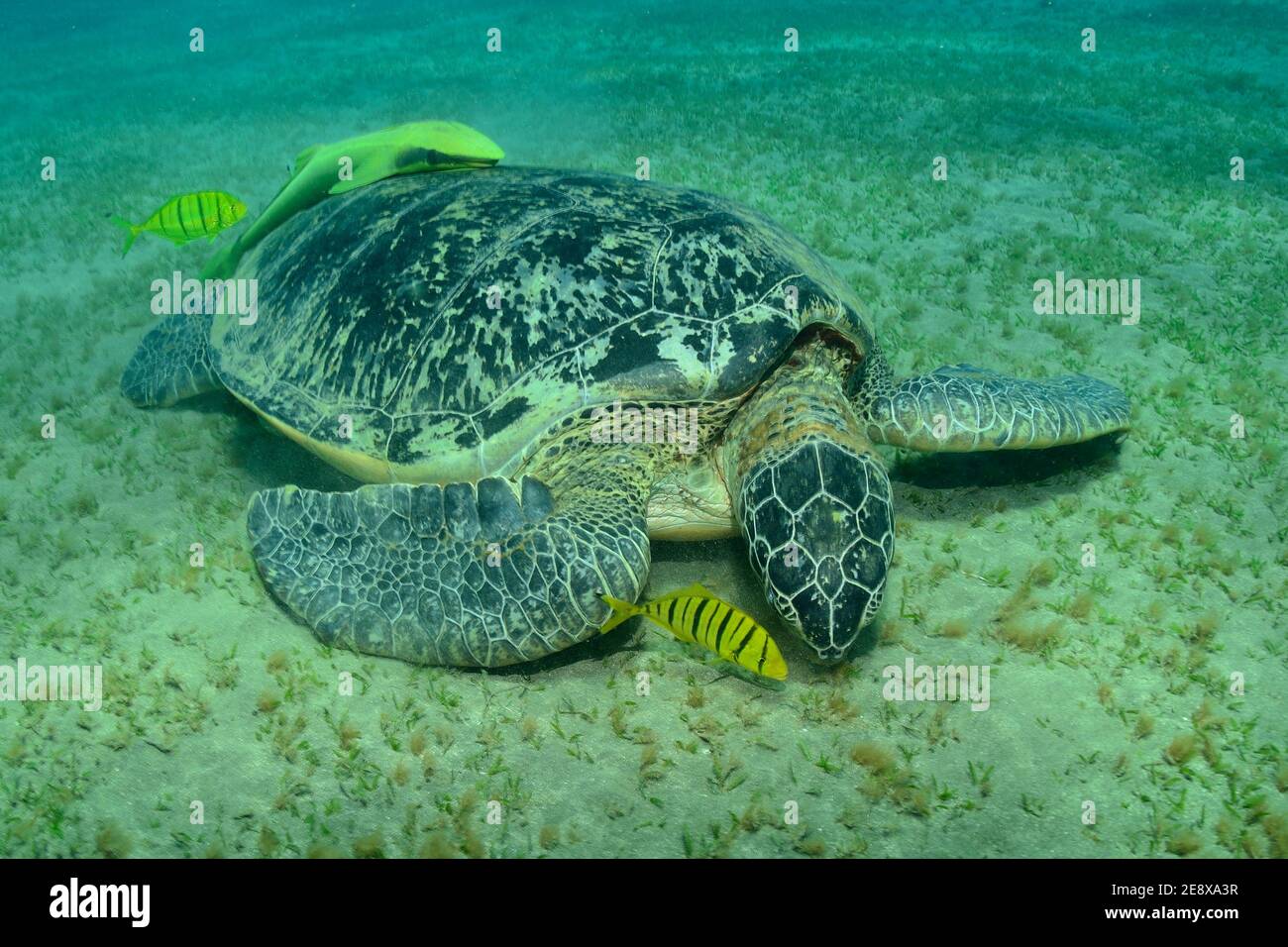 Chelonia mydas, Grüne Meeresschildkröte, tartaruga marina verde, Echeneis naucrates, pesce gatto, Gestreifter Schiffshalter, Gnathanodon speciosus juvenil Foto Stock