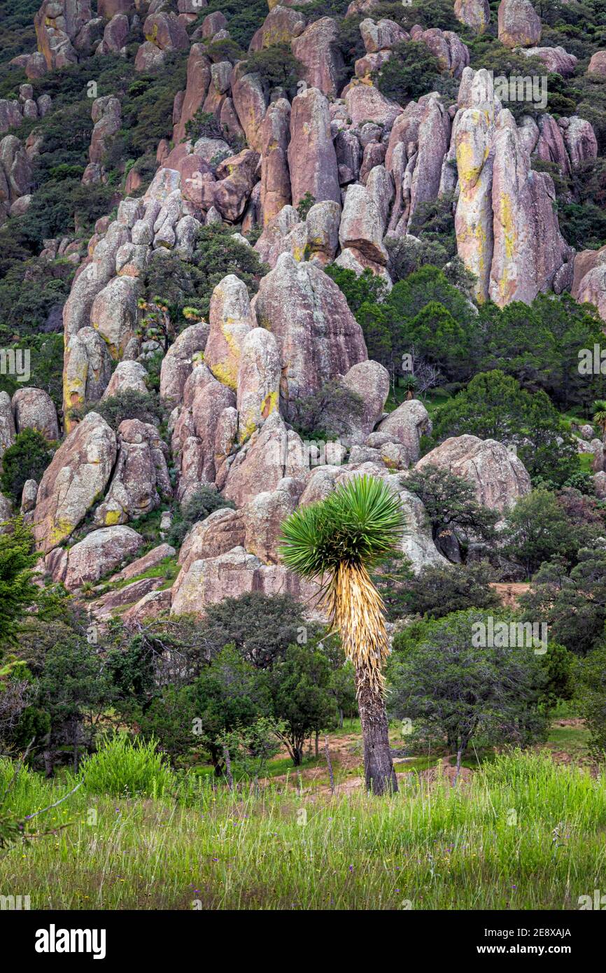 Formazioni rocciose e cactus yucca nel Parco Nazionale della Sierra de Cardos, Zacatecas, Messico. Foto Stock