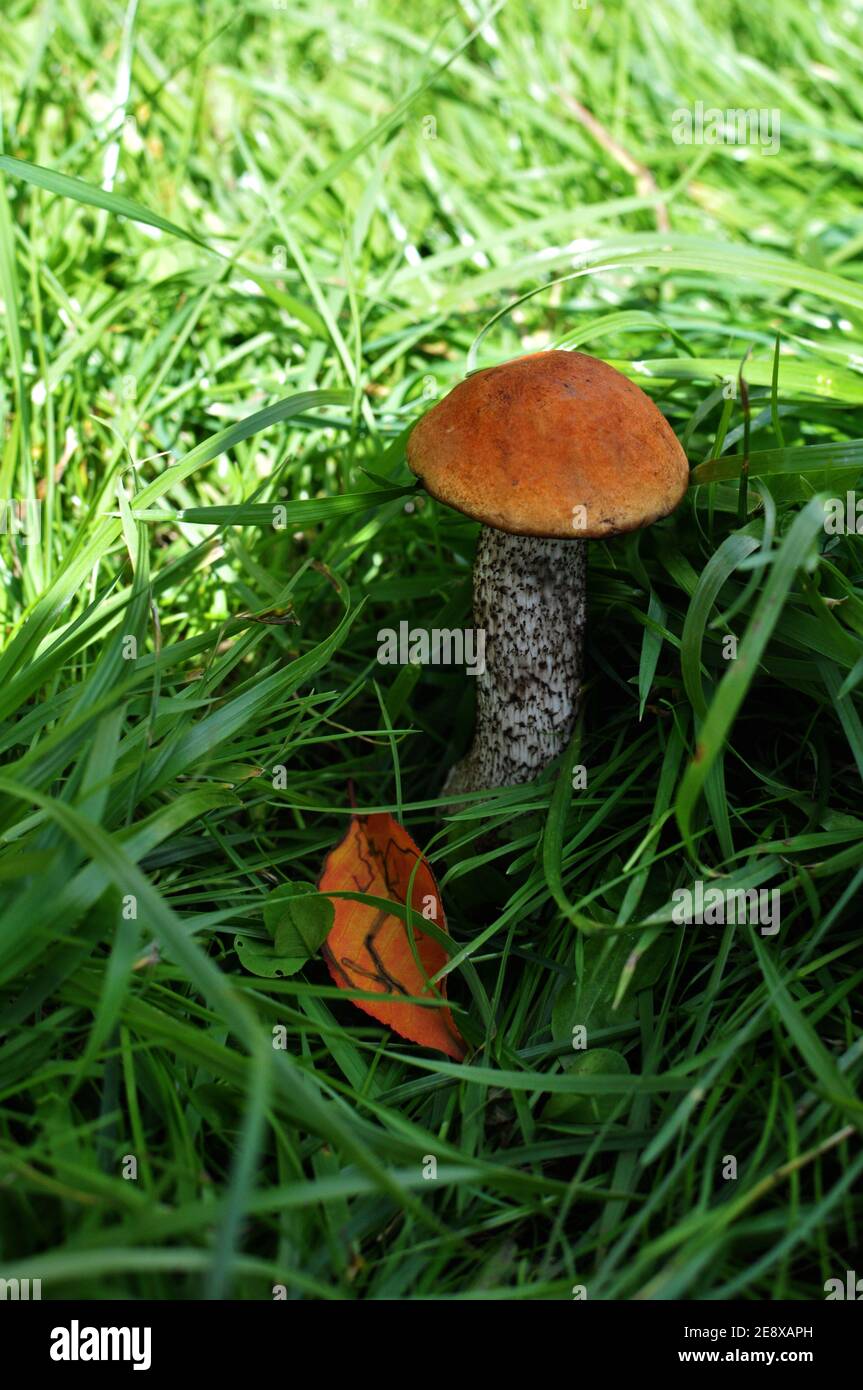 Fungo rosso-cap nell'erba Foto Stock