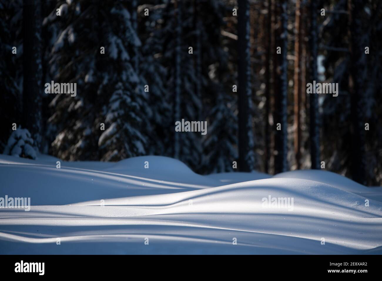 Foresta invernale, luce solare intensa e ombre sulla coperta di neve. Foto Stock