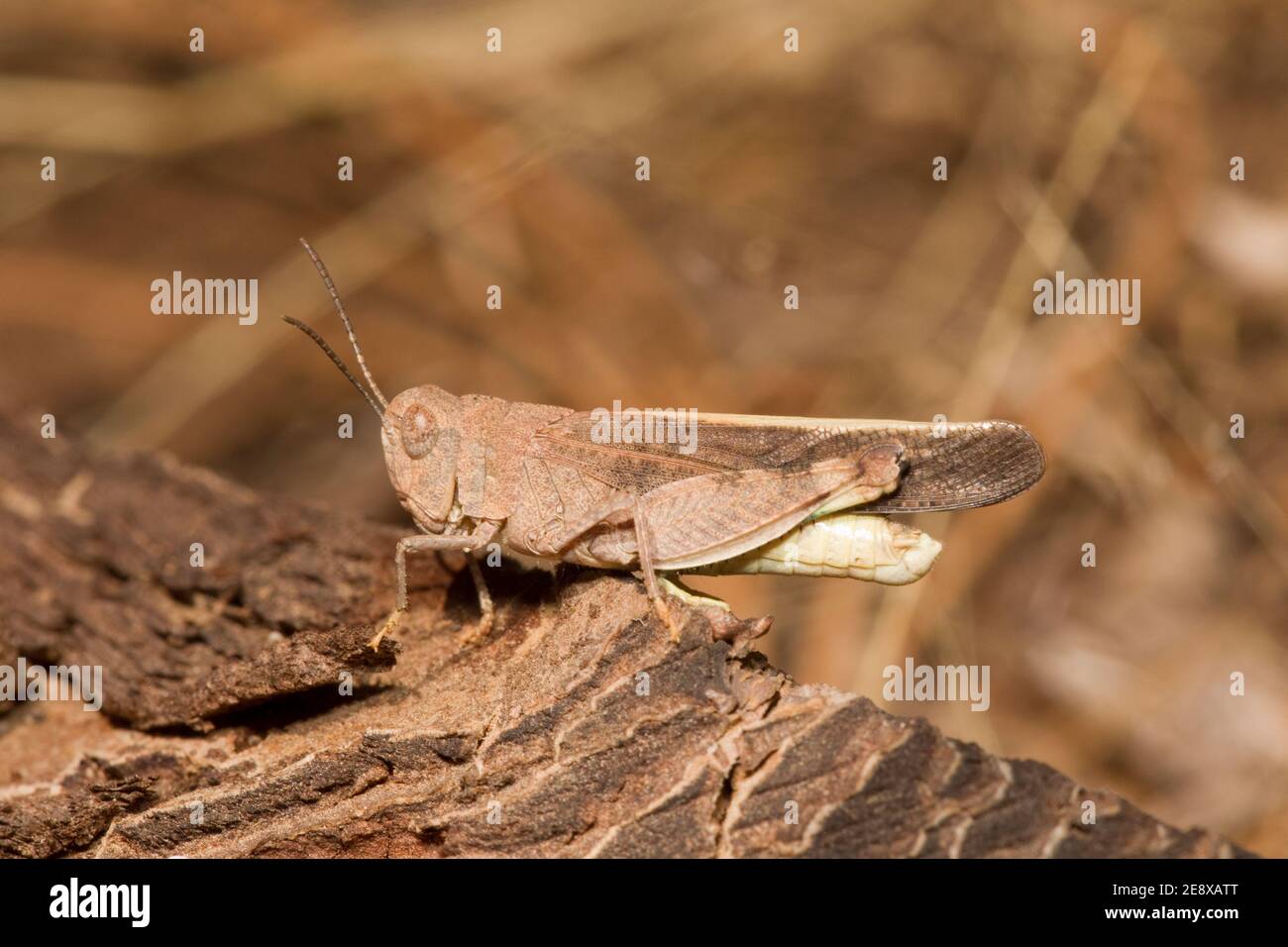 Rangeland Grasshopper, Arphia conssola, Acrididae, alato di speckle. Foto Stock