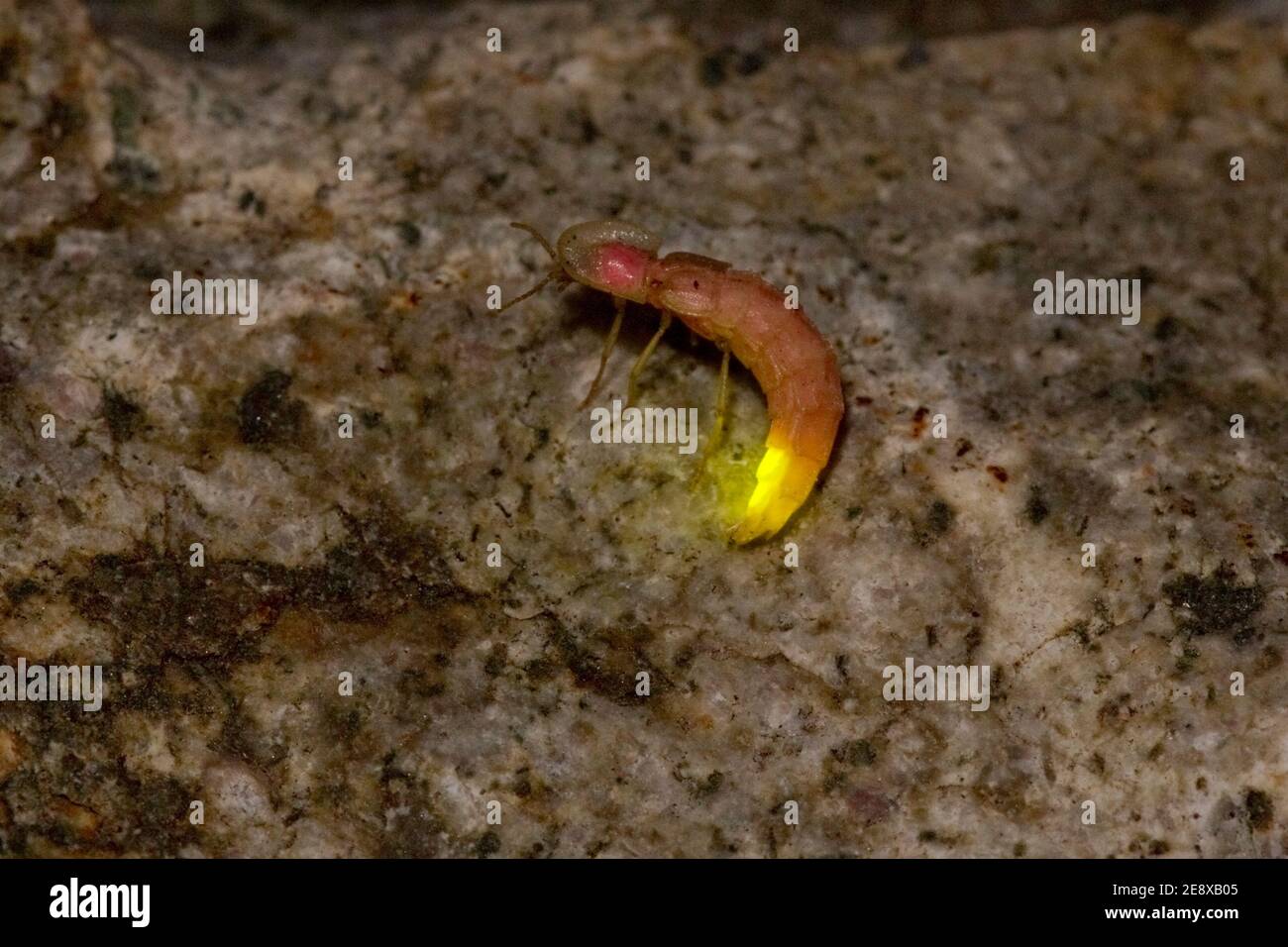 Firefly femmina, Prolutacea pulsatore, Lampyridae. Foto Stock
