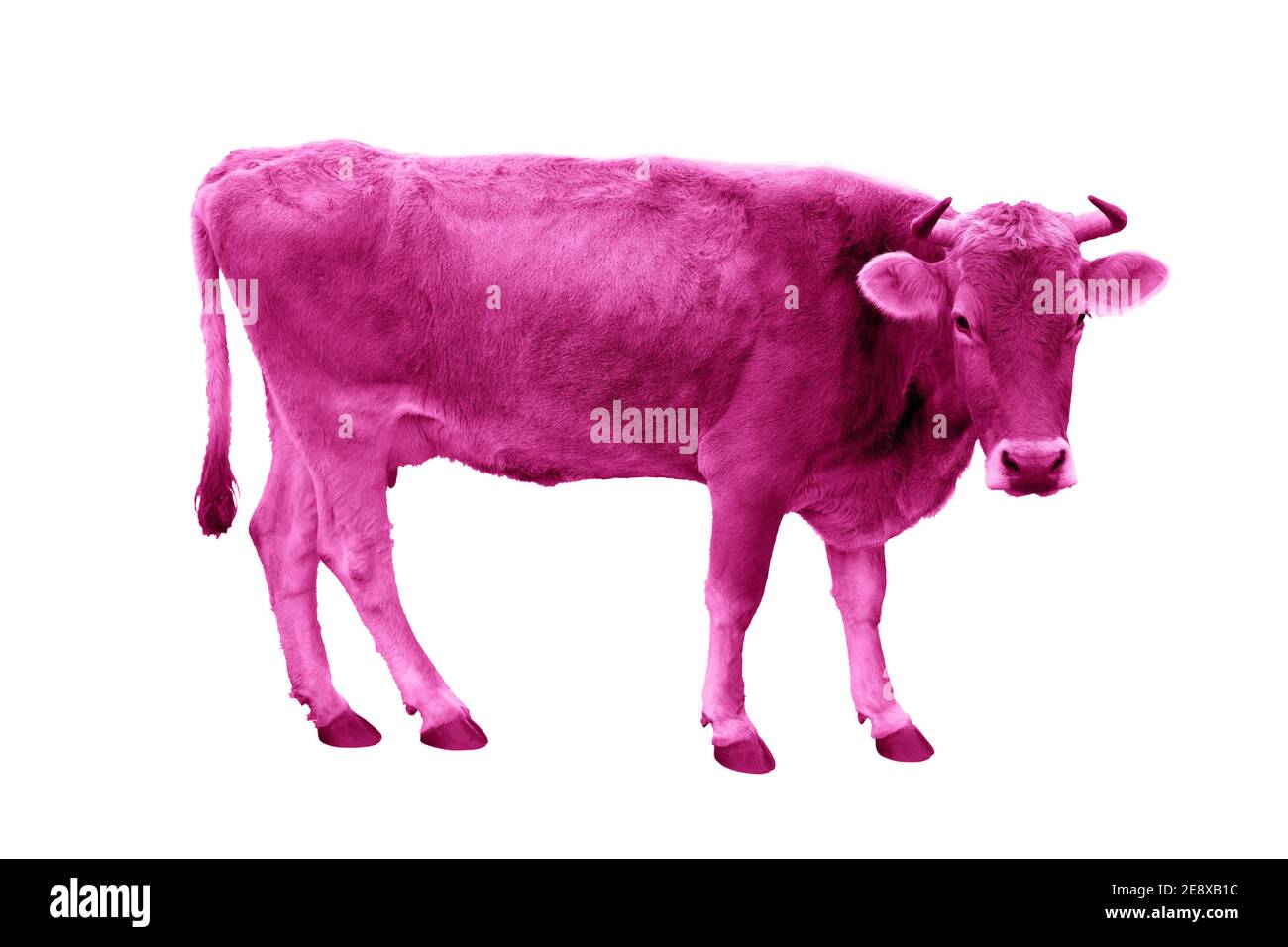 Mucca rosa isolata su sfondo bianco Foto Stock