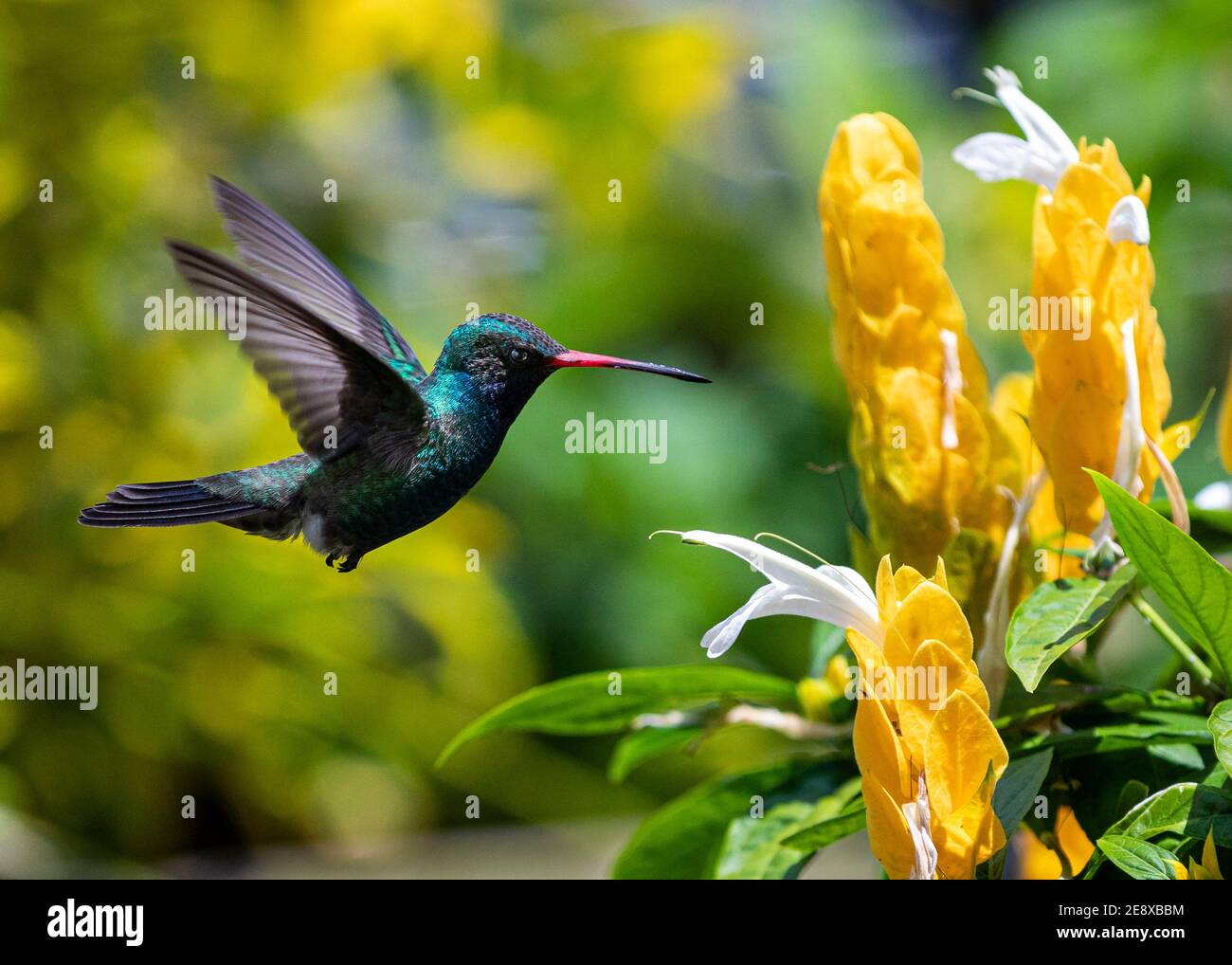 Un colibrì maschile, a grandi lettere, si nutre di gamberi d'oro (Pachystachys lutea) a Morelia, Michoacan, Messico. Foto Stock