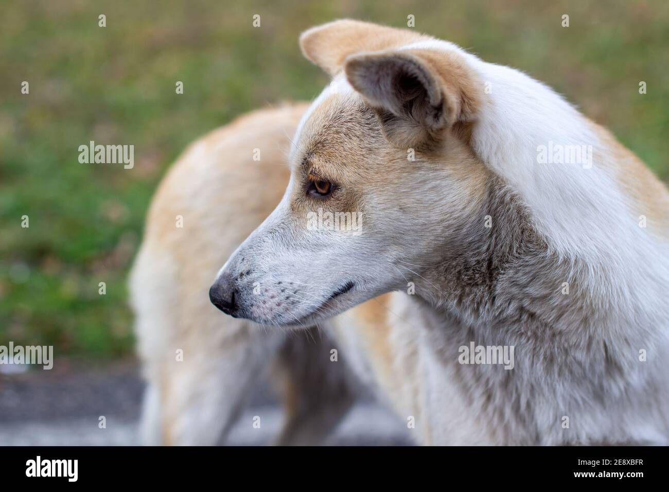 Un cane abbandonato vagato con occhi molto tristi e intelligenti. Il cane corre intorno al parco accanto alla gente. Foto Stock