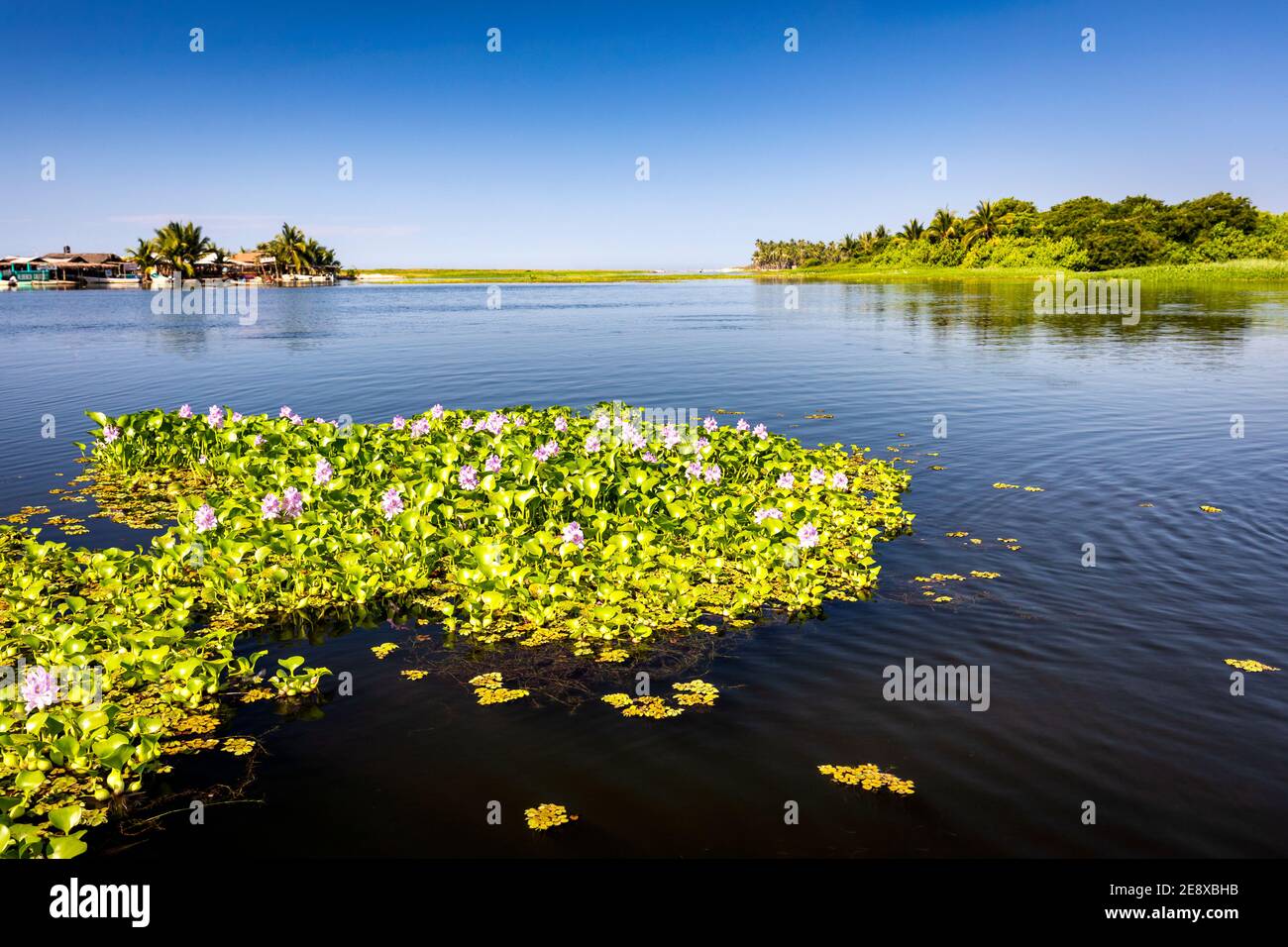 I gigli d'acqua galleggiano su un'insenatura dell'Oceano Pacifico chiamata Paraiso Escondido, Guerrero, Messico. Foto Stock