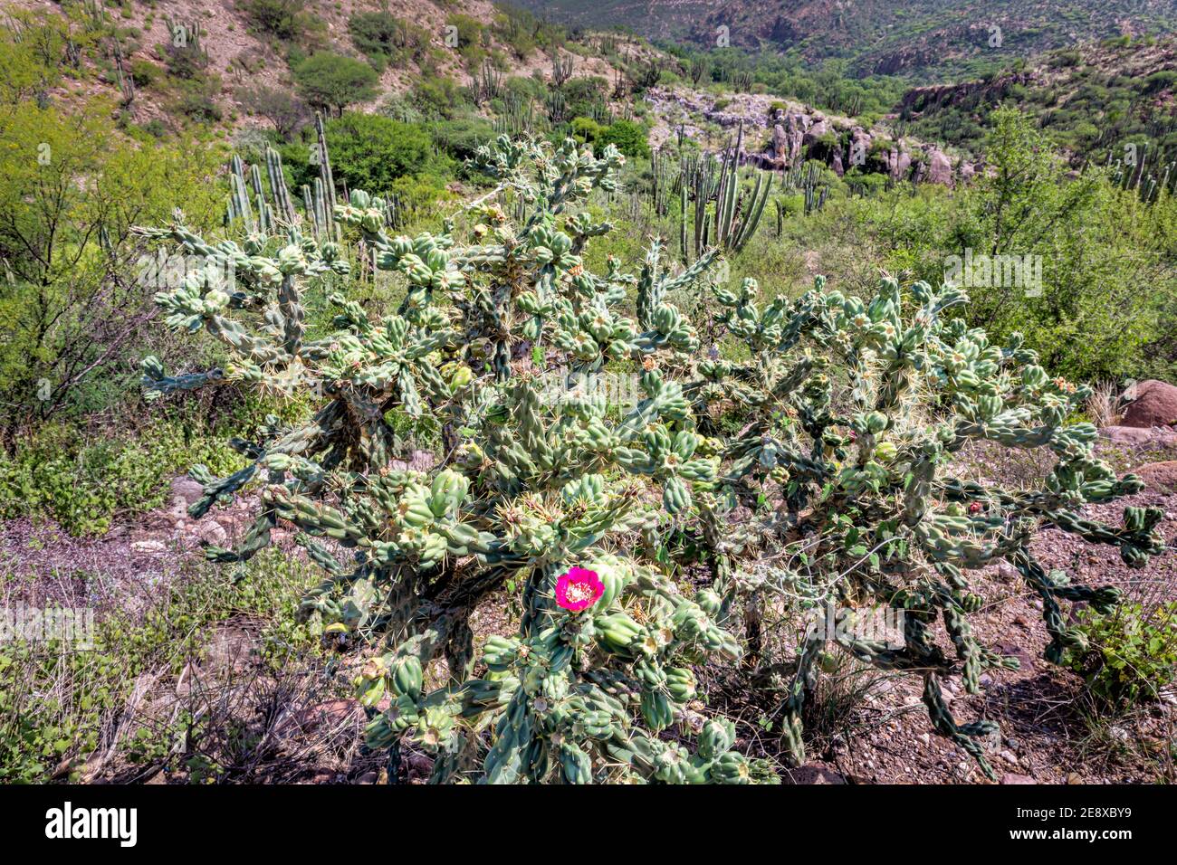 Wild Cholla cactus vicino San Miguel Palmas a Queretaro, Messico. Foto Stock