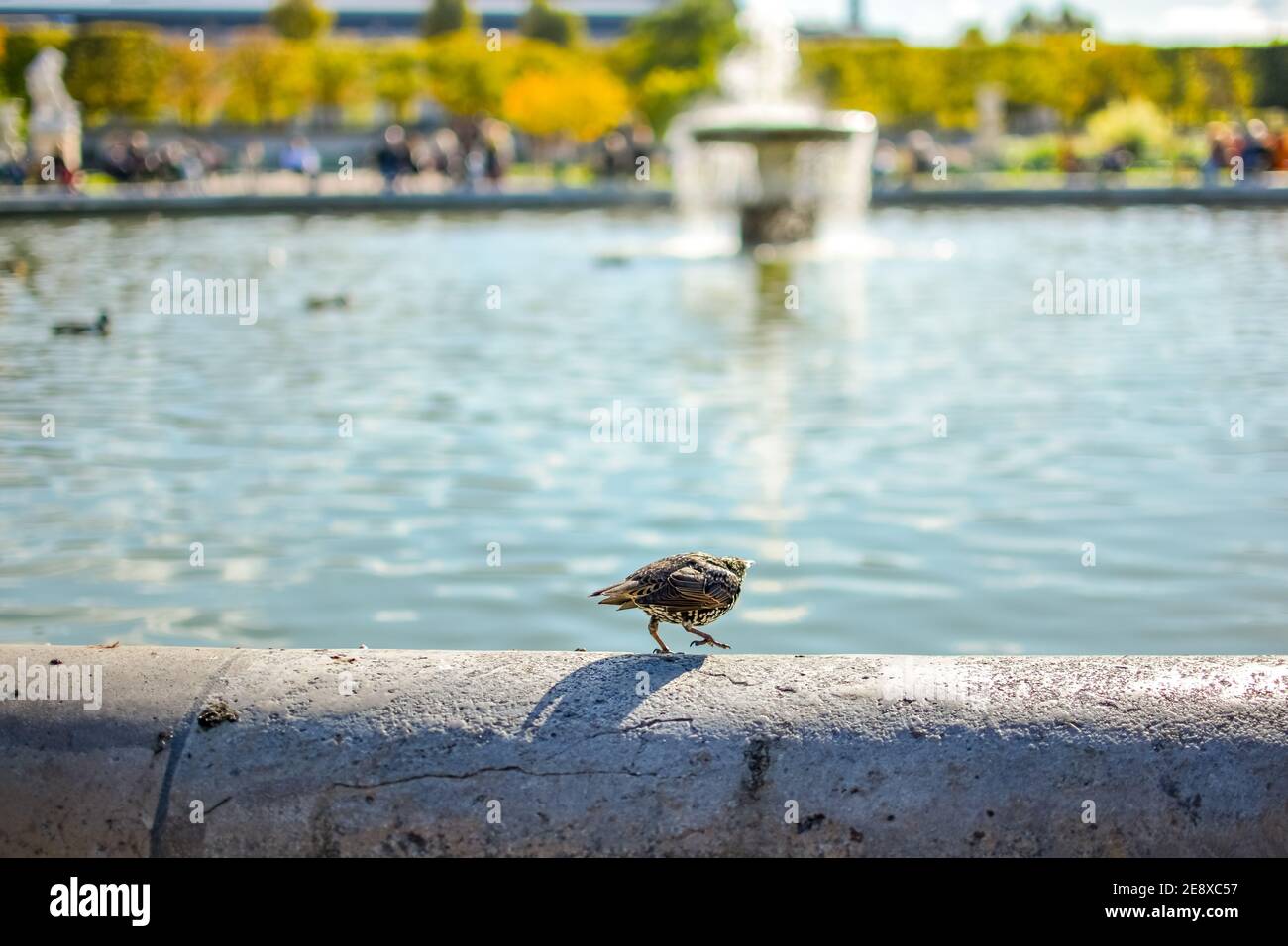 Un Europeo Starling passeggiate lungo il bordo del Grand Bassin Rond fontana nel Jardin De Tuilieries giardino in una giornata di sole in Parigi Francia Foto Stock