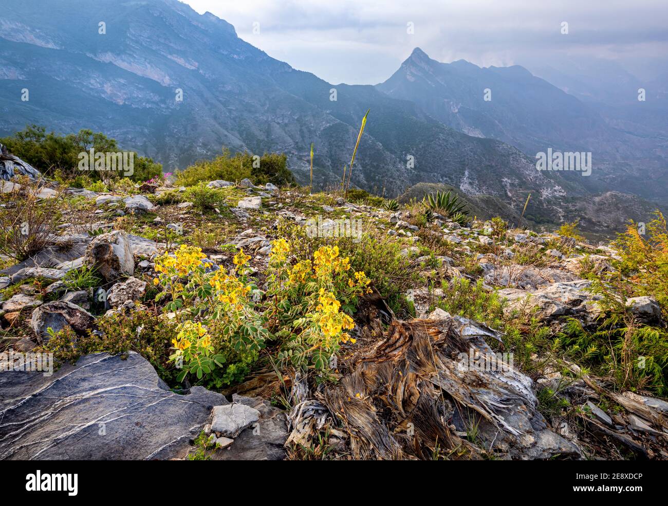 Fiori e cactus con il Cerro de la Media Luna sullo sfondo della Sierra Gorda di Queretaro, Messico. Foto Stock