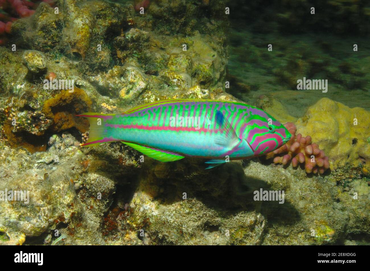 Thalassoma rueppellii, Thalassoma klunzingeri, klunzinger's wrasse, Regenbogen-Lippfisch, maschio, Männchen Foto Stock