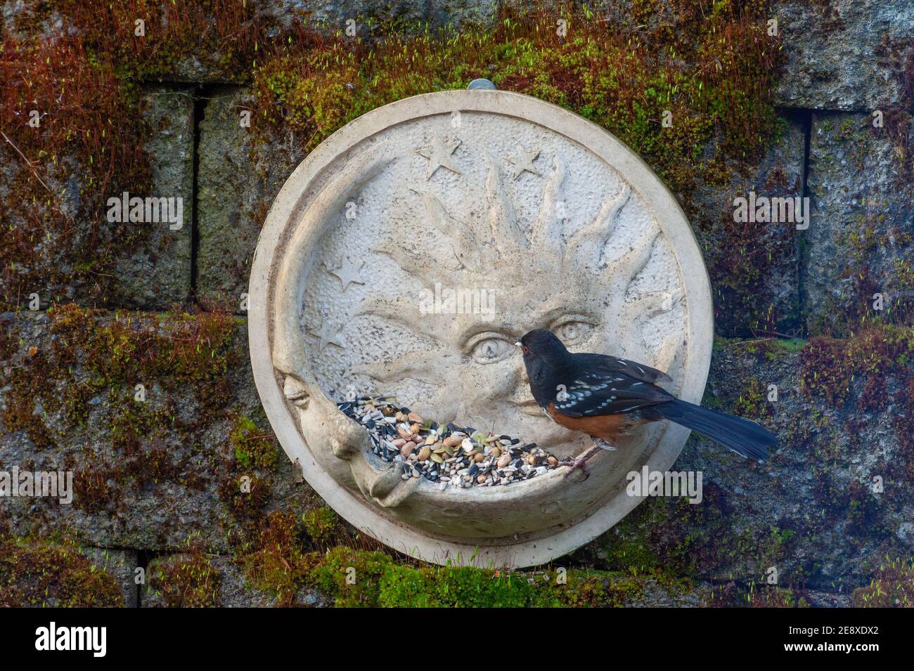 Un Towhee macchiato che mangia da un alimentatore da giardino. Foto Stock