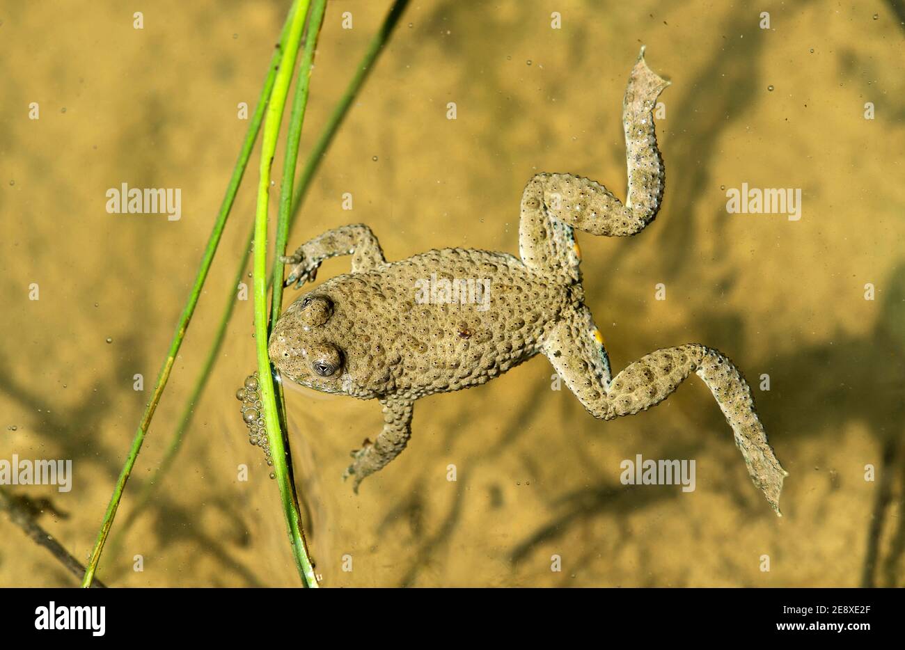Rospo dal colore giallo (Bombina variegata) riconoscibile dai suoi alunni a forma di cuore, Famiy of Fire-belled toads (Bombinatoridae), Chancy, Svizzera Foto Stock