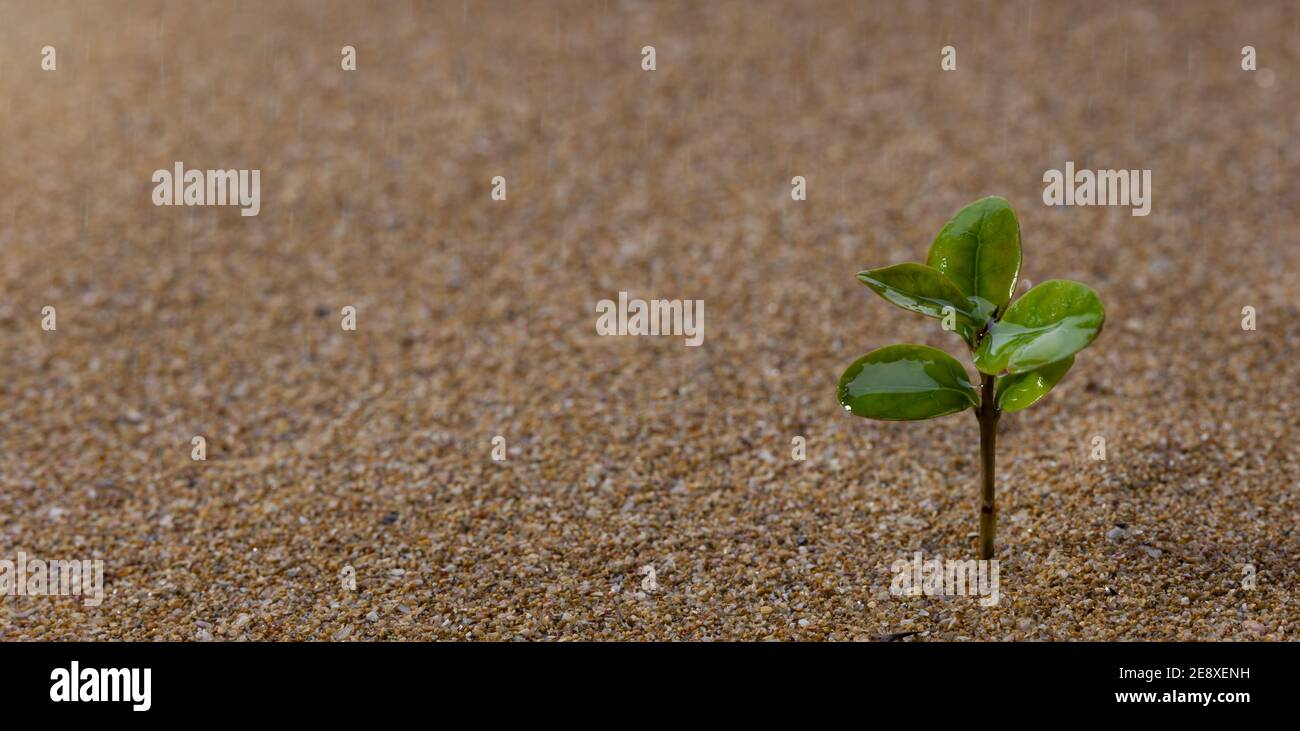 Albero giovane che cresce sulla sabbia sotto la pioggia. Concetto di crescita e sviluppo. Foto Stock