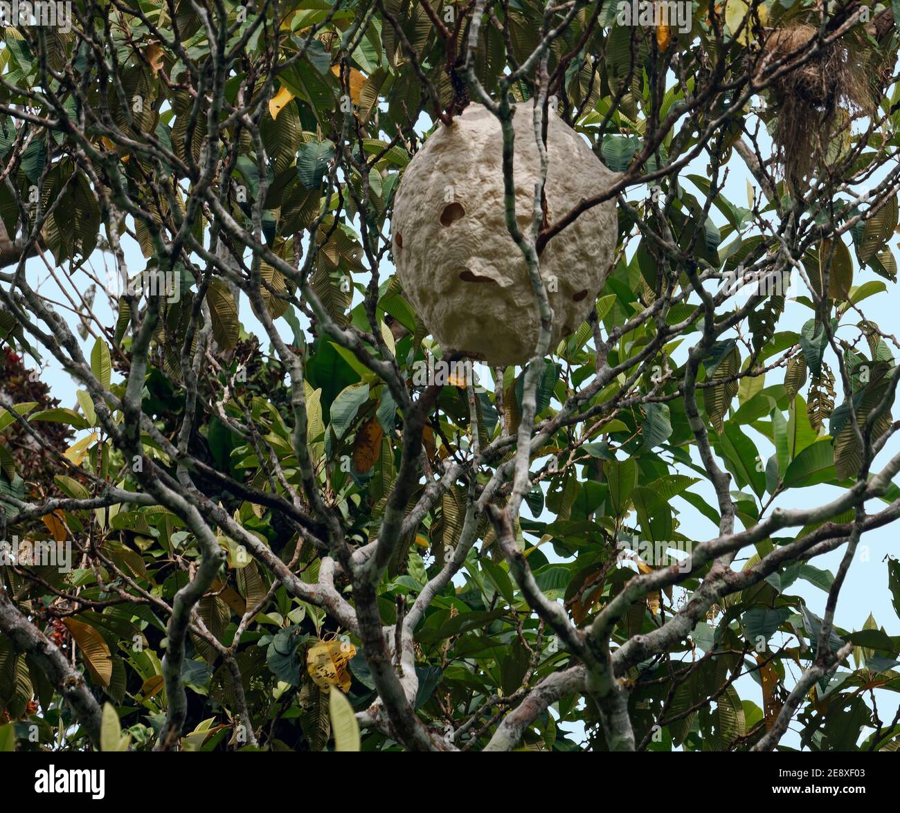 Grande nido di vespe, albero, fibra vegetale mescolata con saliva appiccicosa, insetti, comportamento animale, fauna selvatica, America del Sud, foresta pluviale tropicale amazzonica, Ecuador Foto Stock