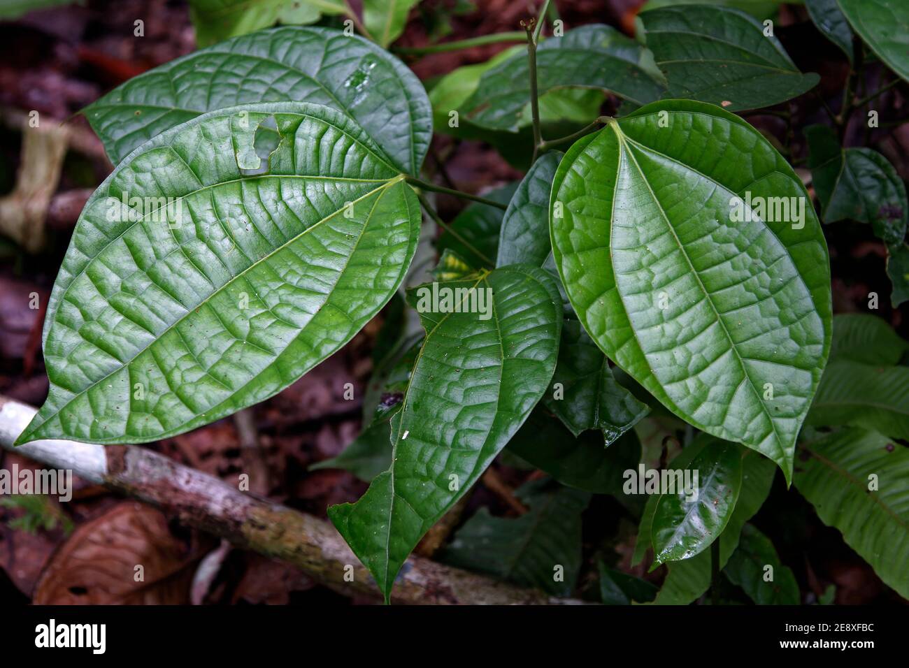 Foglie di Styrchnos toxifera, pianta curata, primo piano, lucido, verde, agente paralizzante estratto da radici bollenti e corteccia, utilizzato per la caccia con pistola ad aria compressa Foto Stock