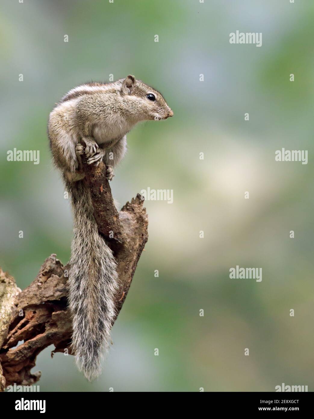 Scoiattolo di palma indiano o scoiattolo di palma a tre righe . Foto Stock