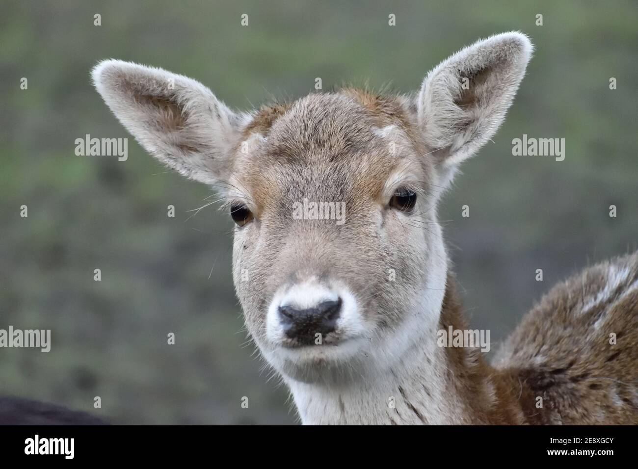 Carino capriolo giovane che posa per la foto Foto Stock