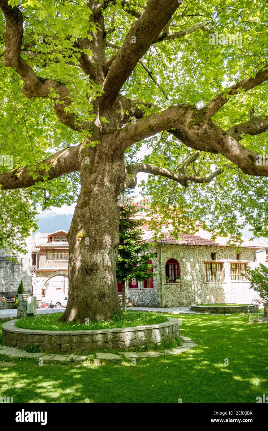 Enorme albero di sycamore nel parco centrale, strada di primavera vista colorata dalla città di Metsovo, Epiro, Grecia. La struttura è popolare stazione sciistica invernale greca con vecchie case in stile balcanico Foto Stock